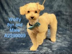 Shelter Stray Male Dog last seen , West Valley Animal Shelter, 20655 Plummer St, Chatsworth, CA 91311, USA