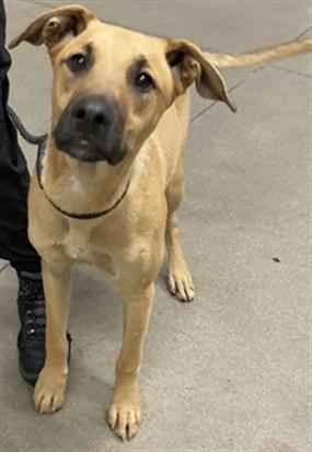 Shelter Stray Male Dog last seen Near BLOCK E BELMONT AVE, FRESNO CA 93702 2206, 5277 E Airways Blvd, Fresno, CA 93727, USA