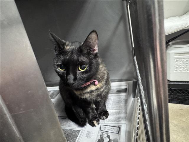 Shelter Stray Female Cat last seen , West Valley Animal Shelter, 20655 Plummer St, Chatsworth, CA 91311, USA