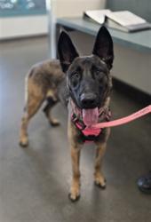 Shelter Stray Male Dog last seen , West Valley Animal Shelter, 20655 Plummer St, Chatsworth, CA 91311, USA