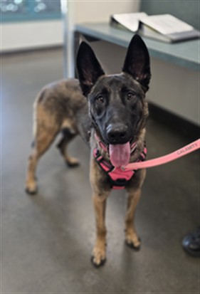 Shelter Stray Male Dog last seen , West Valley Animal Shelter, 20655 Plummer St, Chatsworth, CA 91311, USA