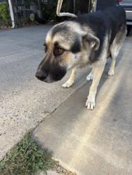 Shelter Stray Unknown Dog last seen Near BLOCK S PORTLAND AVE, OKLAHOMA CITY OK 73119, 2811 SE 29th St, Oklahoma City, OK 73129, USA