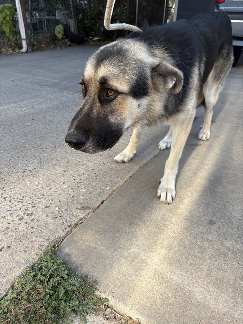 Shelter Stray Unknown Dog last seen Near BLOCK S PORTLAND AVE, OKLAHOMA CITY OK 73119, 2811 SE 29th St, Oklahoma City, OK 73129, USA