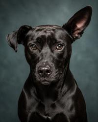 Shelter Stray Male Dog last seen Near BLOCK LEHIGH ST, 2020 Forest St, Jacksonville, FL 32204, USA