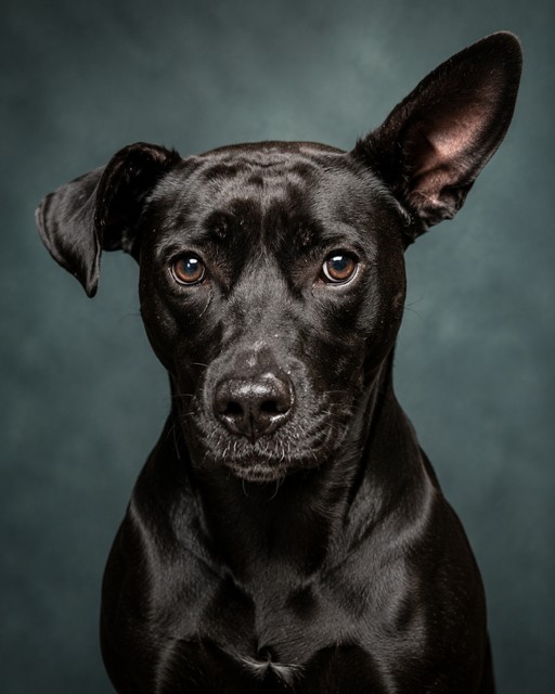 Shelter Stray Male Dog last seen Near BLOCK LEHIGH ST, 2020 Forest St, Jacksonville, FL 32204, USA