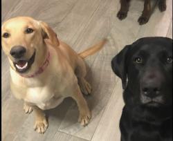 Reunited Female Dog last seen Drexel and Liberty, Tucson, AZ 85706