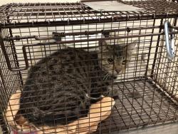 Shelter Stray Unknown Cat last seen N 12TH AND BRIGHTON, 12155 Park Blvd, Brighton, CO 80601, USA
