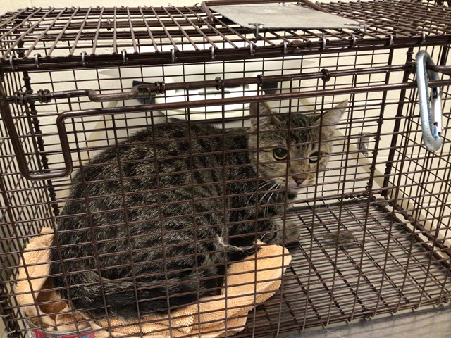 Shelter Stray Unknown Cat last seen N 12TH AND BRIGHTON, 12155 Park Blvd, Brighton, CO 80601, USA