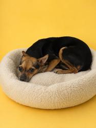 Shelter Stray Female Dog last seen Near BLOCK NW 80 ST, 3599 NW 79th Ave, Doral, FL 33122, USA