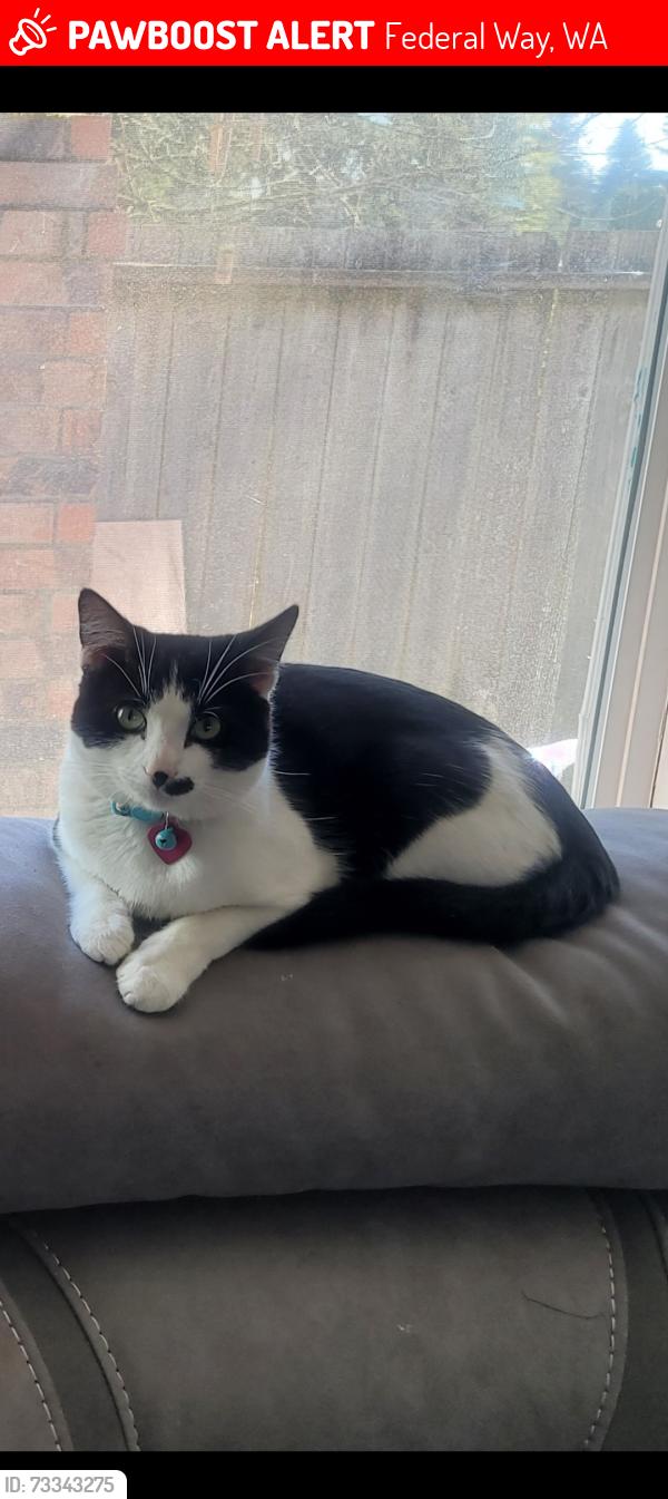 Lost Male Cat last seen Military Rd S, Federal Way, WA 98003