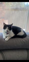 Lost Male Cat last seen Military Rd S, Federal Way, WA 98003