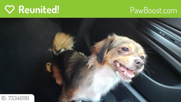 Reunited Female Dog last seen Baldwin Park, CA, USA, Baldwin Park, CA 91706