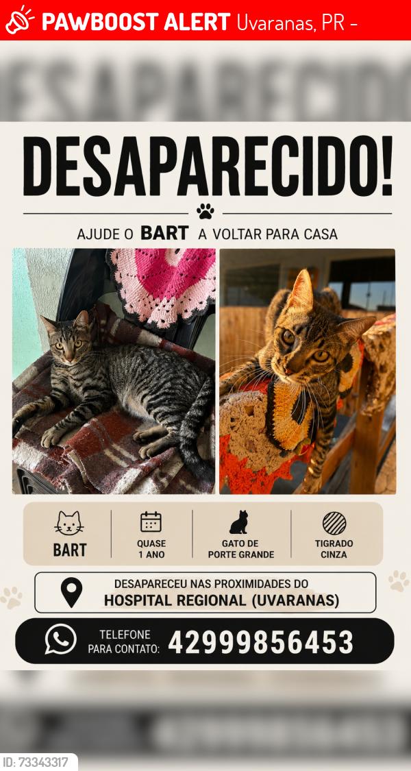 Lost Male Cat last seen rua conde de iraja, próximo ao hosp regional (ponta grossa), Uvaranas, PR 84032-180