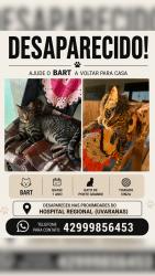 Lost Male Cat last seen rua conde de iraja, próximo ao hosp regional (ponta grossa), Uvaranas, PR 84032-180