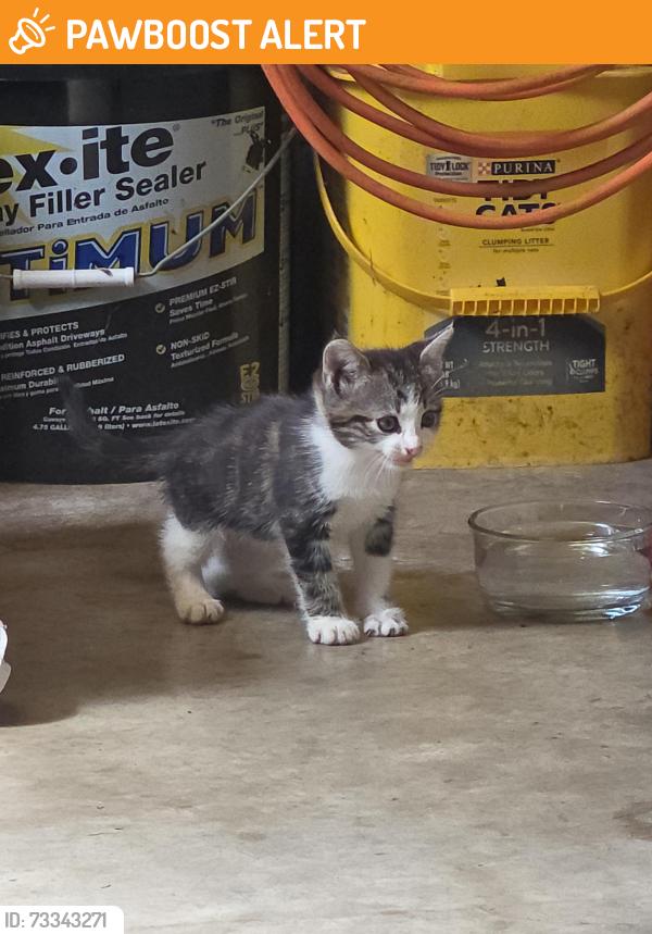 Found/Stray Unknown Cat last seen Debbie Drive and Old Wilmington Road, West Caln Township, PA 19320