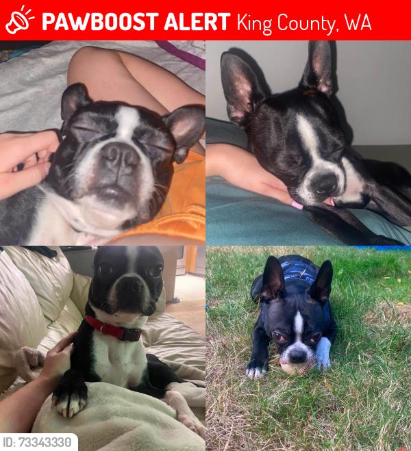 Lost Male Dog last seen 284th st, King County, WA 98003