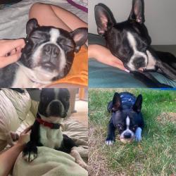 Lost Male Dog last seen 284th st, King County, WA 98003