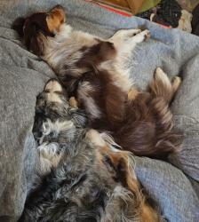 Reunited Female Dog last seen Parmalee gulch rd & Ute rd, Indian Hills, CO 80454