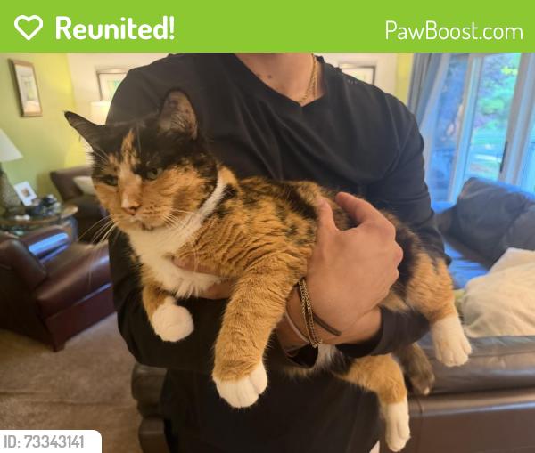 Reunited Female Cat last seen Beck and north territorial, Plymouth, MI 48170