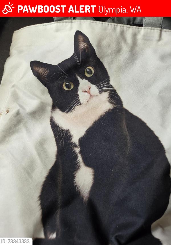 Lost Female Cat last seen Carpenter, Olympia, WA 98503