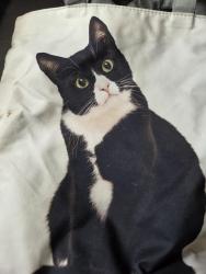Lost Female Cat last seen Carpenter, Olympia, WA 98503