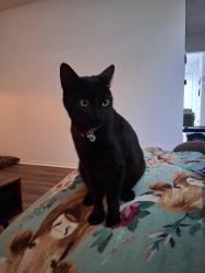 Lost Female Cat last seen Glenstone and Kearny, Springfield, MO 65804