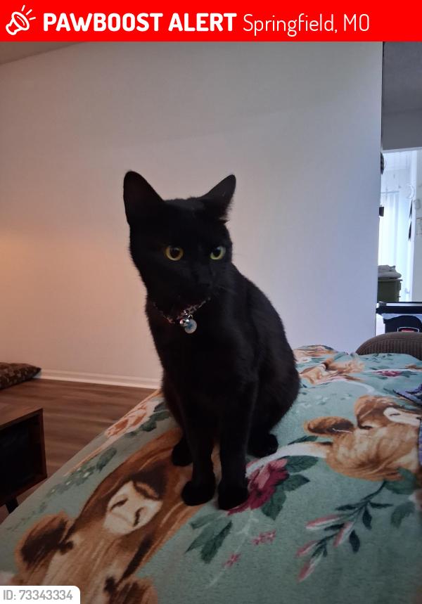 Lost Female Cat last seen Glenstone and Kearny, Springfield, MO 65804