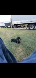 Lost Male Dog last seen Corrales NM, Corrales, NM 87048