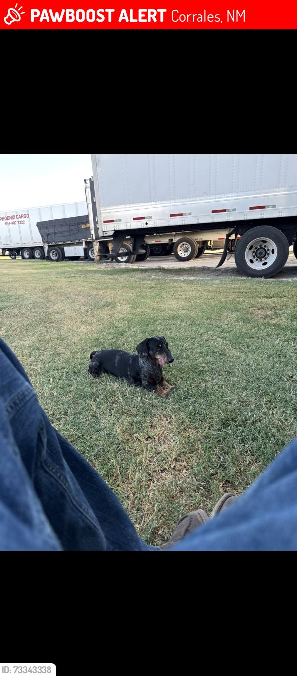 Lost Male Dog last seen Corrales NM, Corrales, NM 87048
