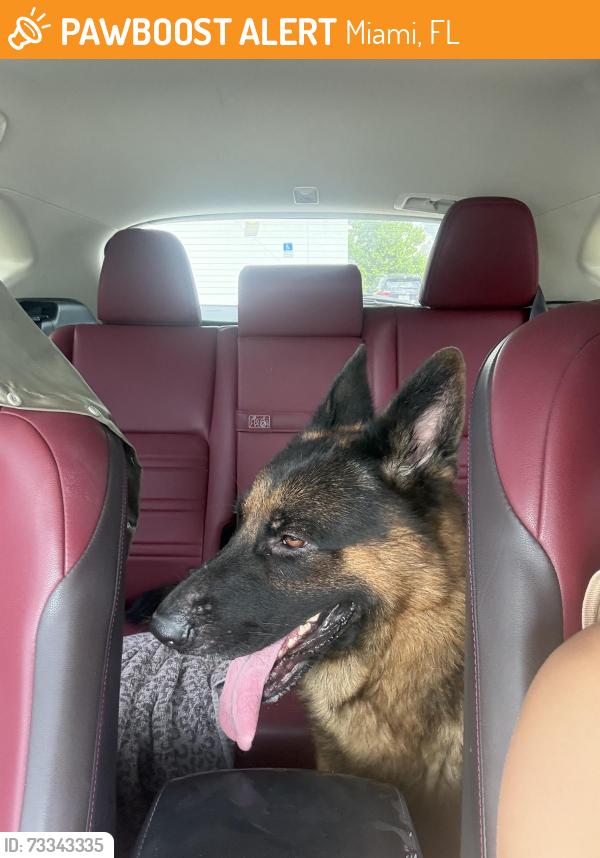 Found/Stray Male Dog last seen 71st and 7th avenue, liberty city, Miami, FL 33138