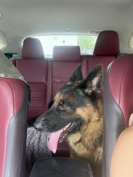 Found/Stray Male Dog last seen 71st and 7th avenue, liberty city, Miami, FL 33138