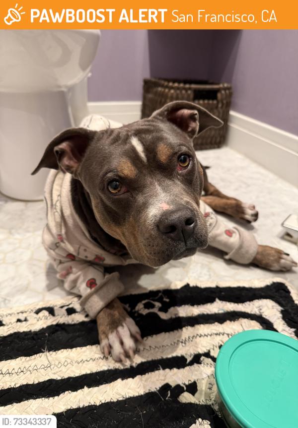 Found/Stray Female Dog last seen Ocean & Junipero Serra, San Francisco, CA 94127
