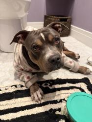 Found/Stray Female Dog last seen Ocean & Junipero Serra, San Francisco, CA 94127