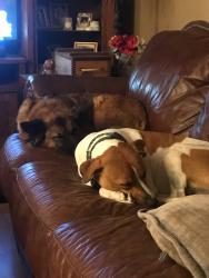 Reunited Female Dog last seen Laurel lane, Magnolia, TX 77354
