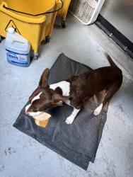 Reunited Female Dog last seen Near Scenic Hwy, Memphis, TN 38128, USA, Memphis, TN 38128