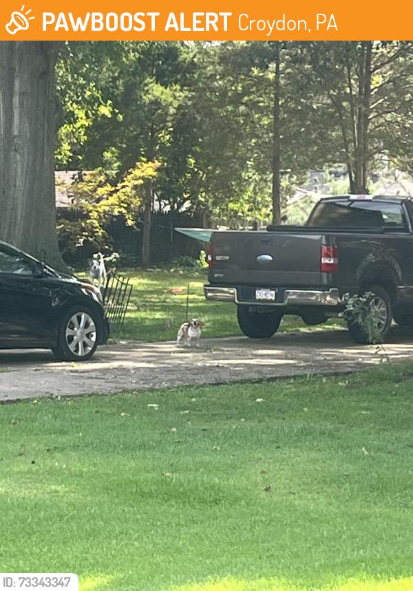 Found/Stray Unknown Dog last seen Franklin and Dixon, Croydon, PA 19021