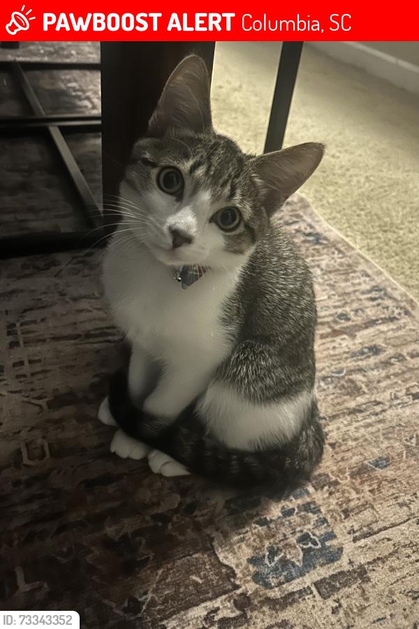 Lost Male Cat last seen Brookland baptist church, Columbia, SC 29229