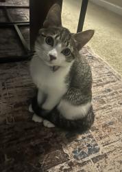 Lost Male Cat last seen Brookland baptist church, Columbia, SC 29229