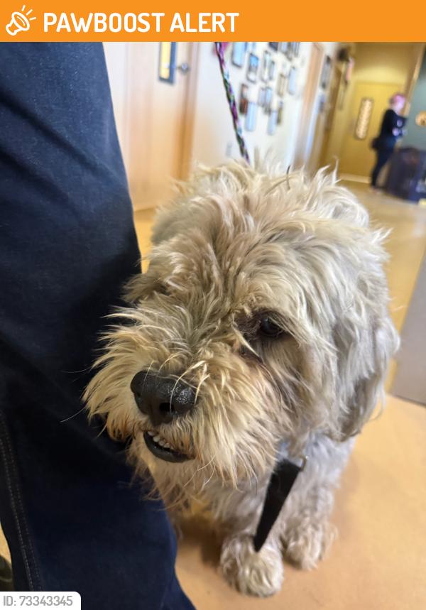 Found/Stray Male Dog last seen Hancock between Vermijo and Costilla, Colorado Springs, CO 80903