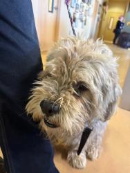 Found/Stray Male Dog last seen Hancock between Vermijo and Costilla, Colorado Springs, CO 80903