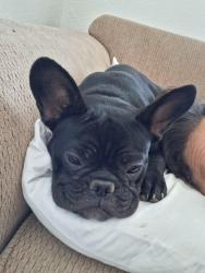 Reunited Female Dog last seen 79th ave and Thunderbird, Peoria, AZ 85381