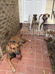 Reunited Male Dog last seen McCord park, Tallahassee, FL 32308