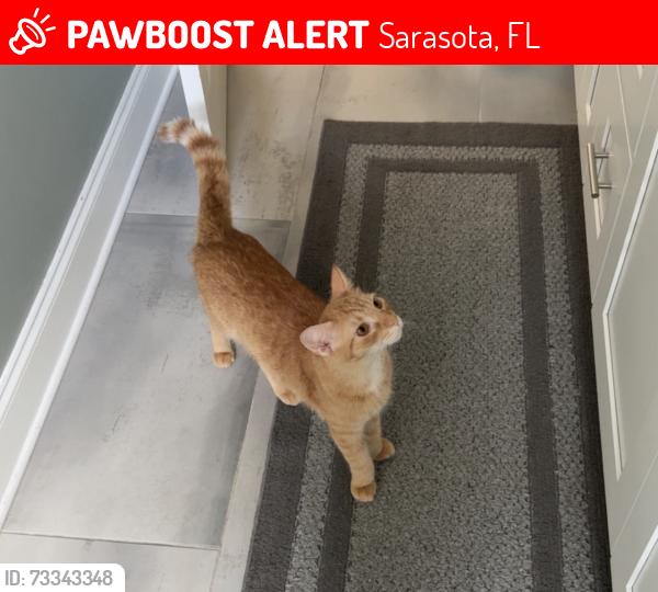 Lost Male Cat last seen Wilkinson & McIntosh, McIntosh & Bee Ridge, Sarasota, FL 34233