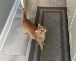 Lost Male Cat last seen Wilkinson & McIntosh, McIntosh & Bee Ridge, Sarasota, FL 34233