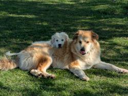 Lost Male Dog last seen RV Depot N Main St Cleburne TX, Cleburne, TX 76033