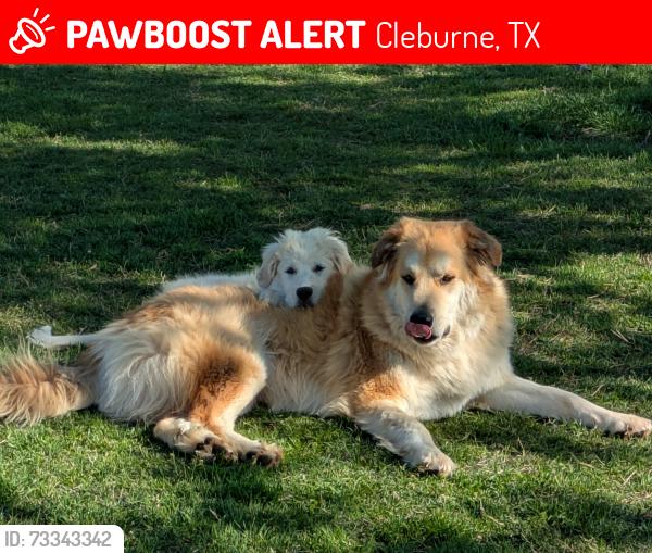 Lost Male Dog last seen RV Depot N Main St Cleburne TX, Cleburne, TX 76033