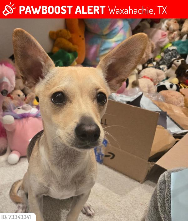 Lost Male Dog last seen Emerald Dr and Slate, Waxahachie, TX 75167