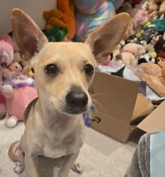 Lost Male Dog last seen Emerald Dr and Slate, Waxahachie, TX 75167