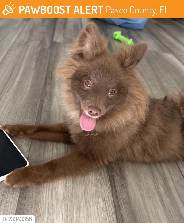 Found/Stray Male Dog last seen Pasco, Pasco County, FL 34637