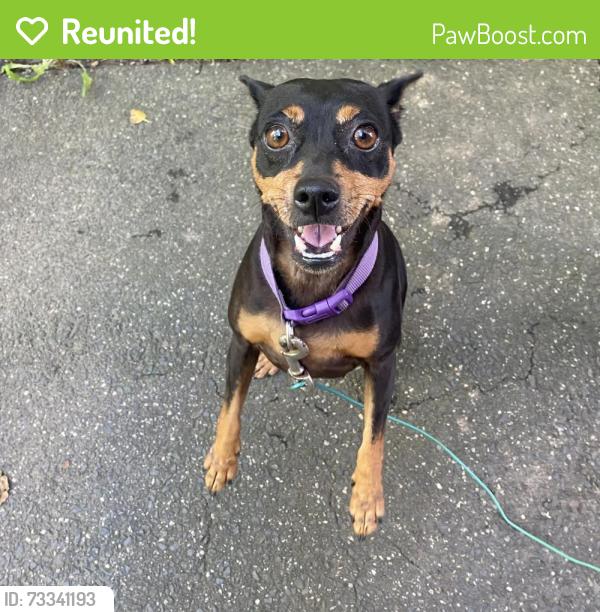 Reunited Female Dog last seen North end, Hartford, Hartford, CT 06120
